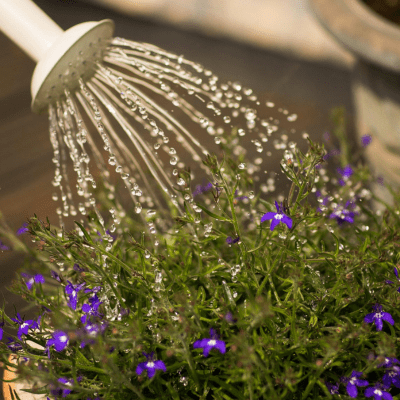 Petit, grand, vintage ou pratique : quel arrosoir est fait pour vous ? - SC Jardin