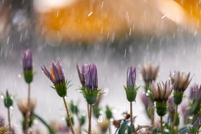 Eau qui Nourrit, Vie qui Fleurit