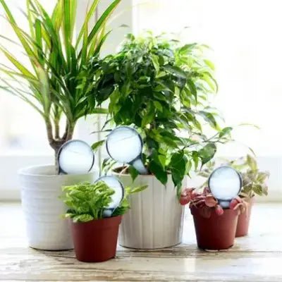Arrosage goutte à goutte - PlantWaterFeeder™ - Transparent - SC Jardin