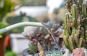 Arrosoir | LanguageofFlowers™ - SC Jardin