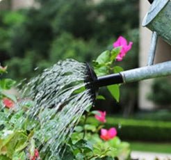 Arrosoir | WateringMyPlant™ - SC Jardin