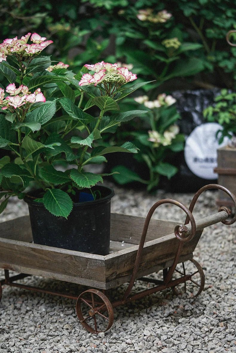 Brouette | MiniMaryWheelBarrow™ - SC Jardin