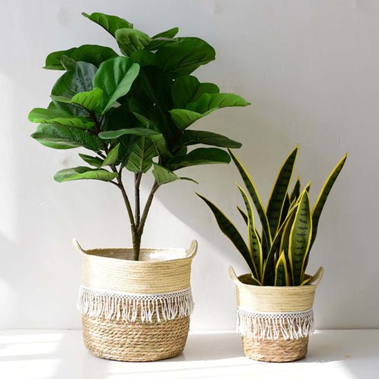 Cache pot en osier | EdwinWickerPot™ - SC Jardin