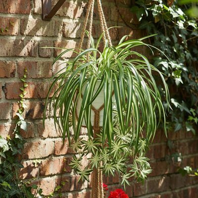Plante artificielle Chlorophytum | Erin™ - SC Jardin