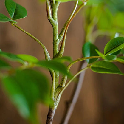Plante artificielle | ElegantFICUS™ - SC Jardin