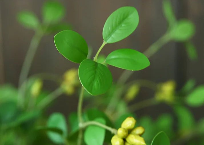 Plante artificielle | NoraPachy™ - SC Jardin
