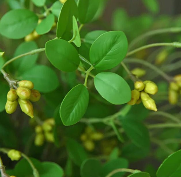 Plante artificielle | NoraPachy™ - SC Jardin