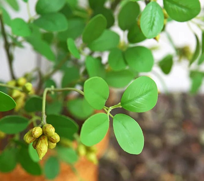 Plante artificielle | NoraPachy™ - SC Jardin