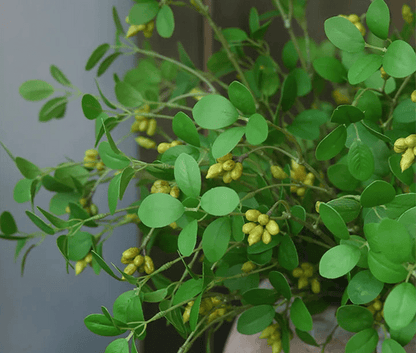Plante artificielle | NoraPachy™ - SC Jardin