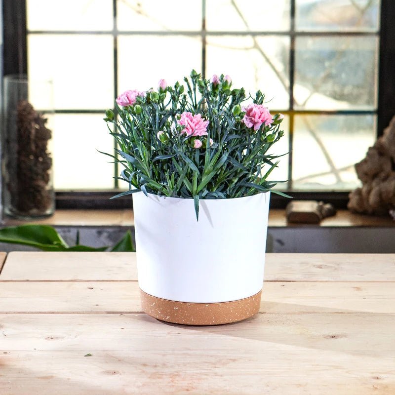 Pot De Fleur | MixedColorsFlowerPot™ - SC Jardin