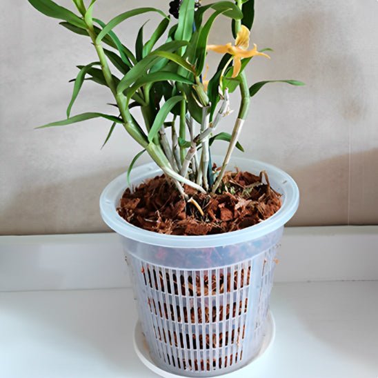 Pot de fleur | OrchidDanae™ - SC Jardin
