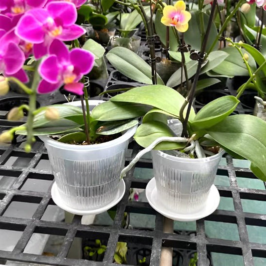 Pot de fleur | OrchidDanae™ - SC Jardin