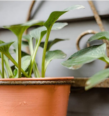 Pot de plante suspendu Romy m