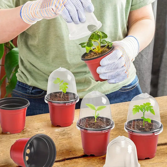 pot germination